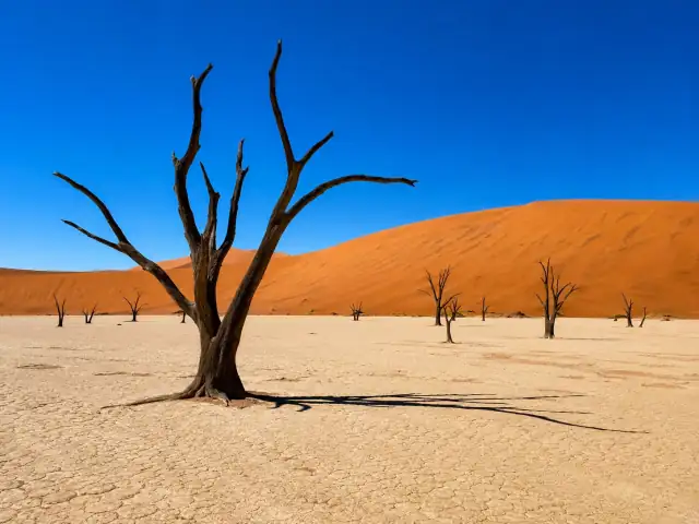 Árboles secos sobre la arcilla blanca de Deadvlei, con dunas rojas al fondo